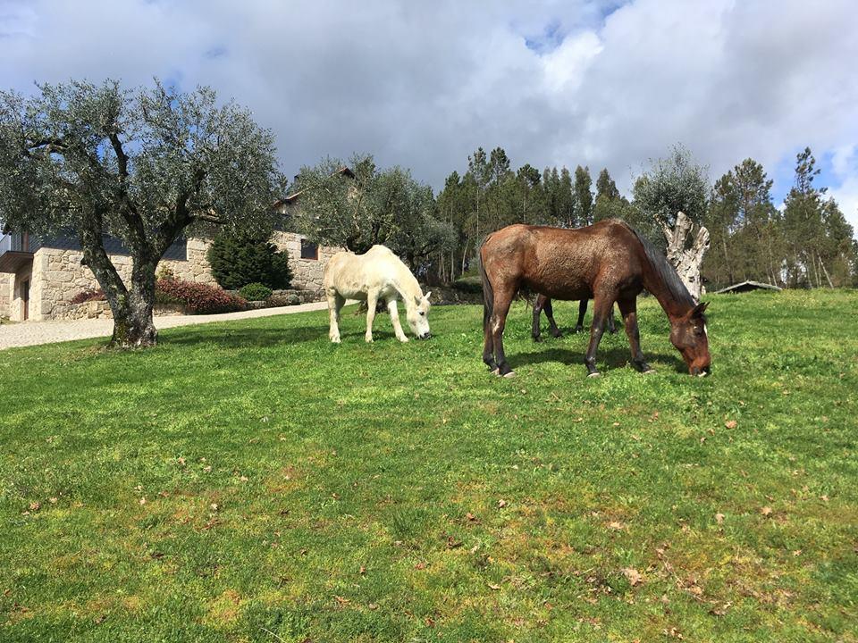 ויסאו Quinta Do Medronheiro Hotel Rural מראה חיצוני תמונה